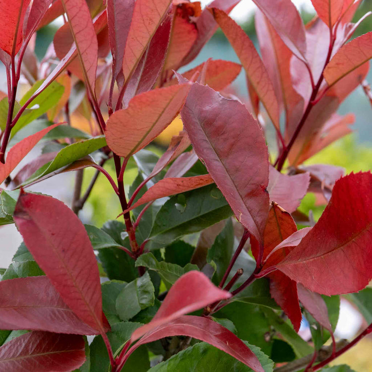 Photinia Plant 'Red Robin'