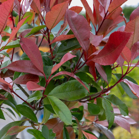 Photinia Plant 'Red Robin'