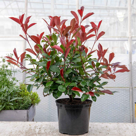 Photinia Plant 'Red Robin'