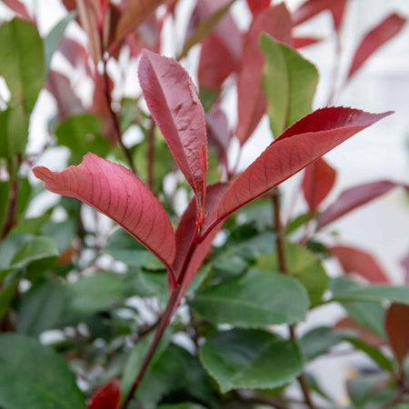 Photinia Plant 'Red Robin'