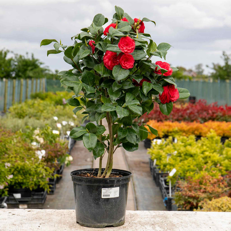 Camellia Plant 'Princess Bachiocchi'