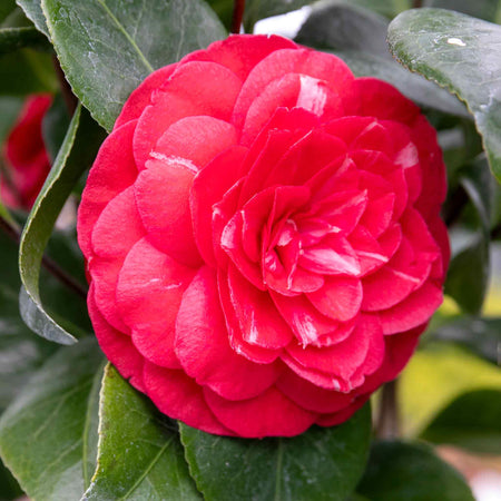 Camellia Plant 'Princess Bachiocchi'