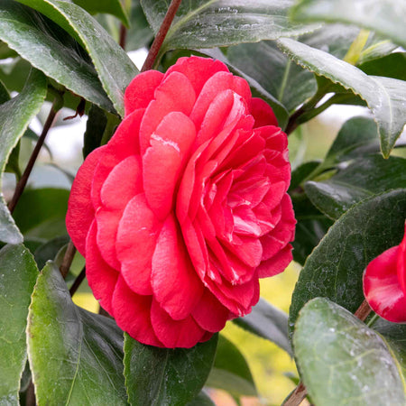 Camellia Plant 'Princess Bachiocchi'