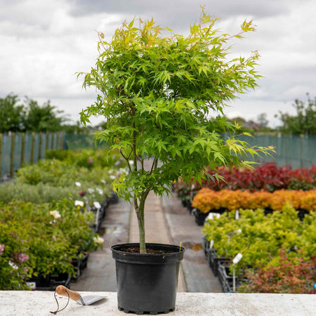 Acer Palmatum Plant 'Katsura'