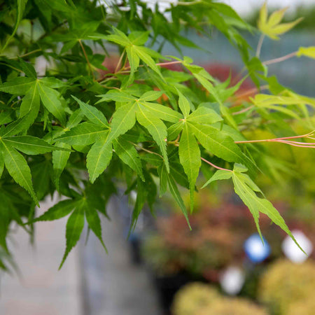 Acer Palmatum Plant 'Katsura'