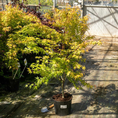 Acer Palmatum Plant 'Katsura'