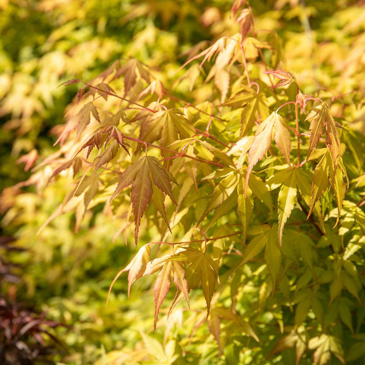 Acer Palmatum Plant 'Katsura'