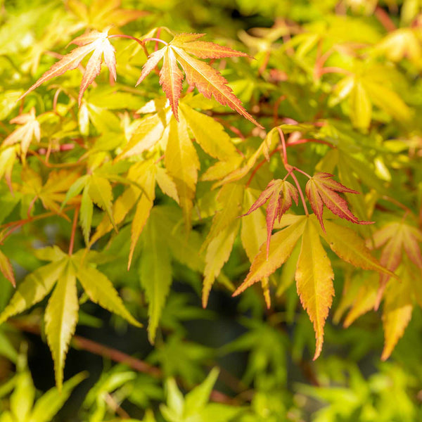 Acer Palmatum Plant 'Katsura'