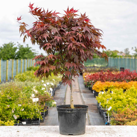 Acer palmatum Plant 'Atropurpureum'