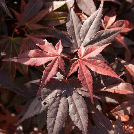 Acer palmatum Plant 'Atropurpureum'