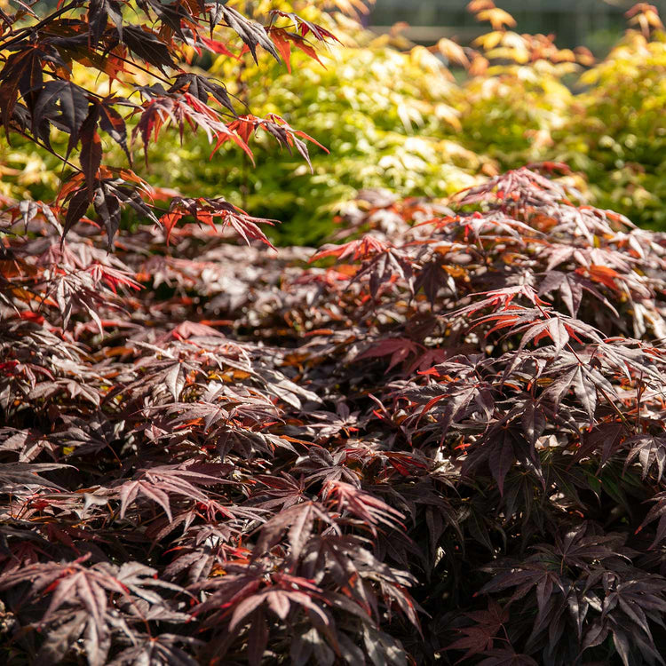 Acer palmatum Plant 'Atropurpureum'