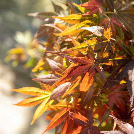 Acer palmatum Plant 'Atropurpureum'