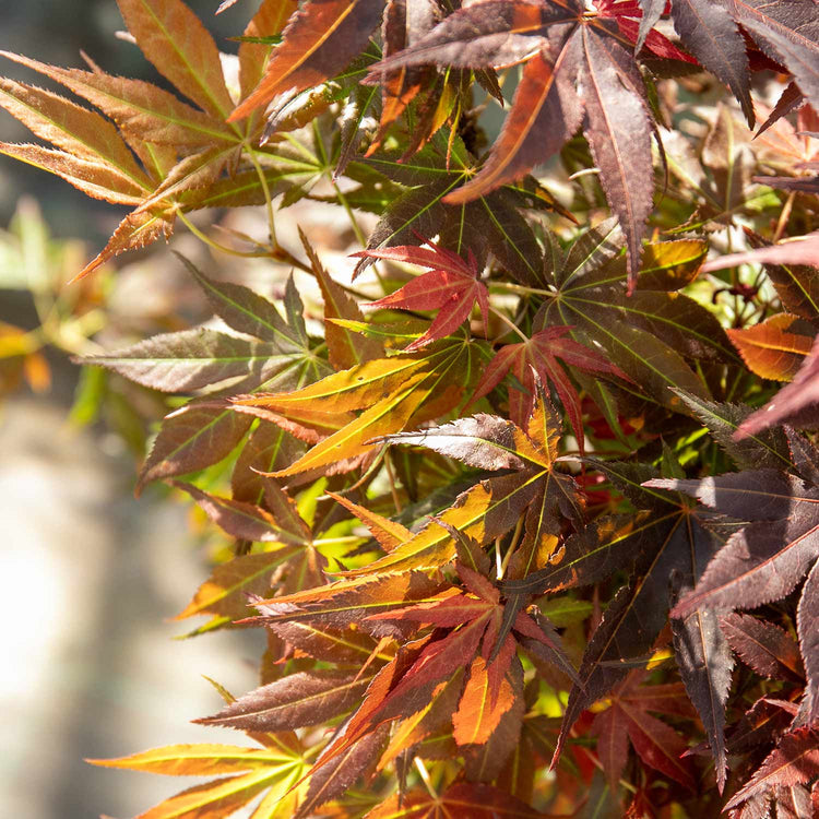 Acer palmatum Plant 'Atropurpureum'