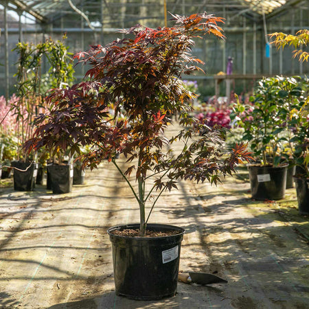 Acer palmatum Plant 'Atropurpureum'