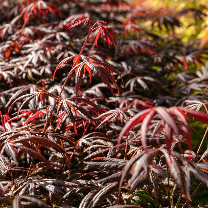 Acer Palmatum Plant 'Trompenburg'