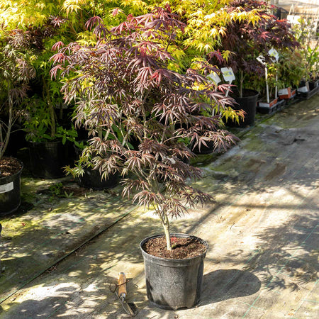 Acer Palmatum Plant 'Trompenburg'