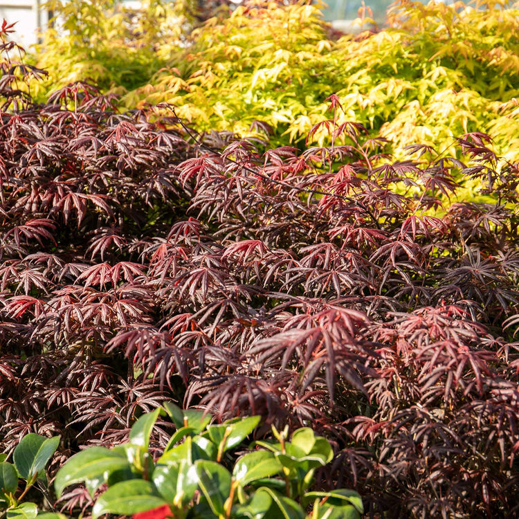 Acer Palmatum Plant 'Trompenburg'