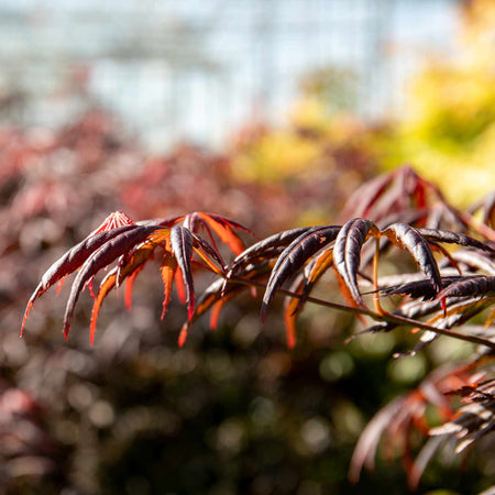 Acer Palmatum Plant 'Trompenburg'