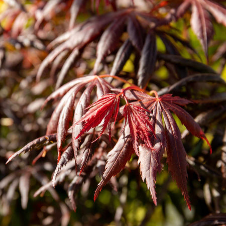 Acer Palmatum Plant 'Trompenburg'