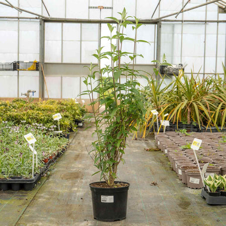 Buddleja Plant 'Davidii Royal Red'