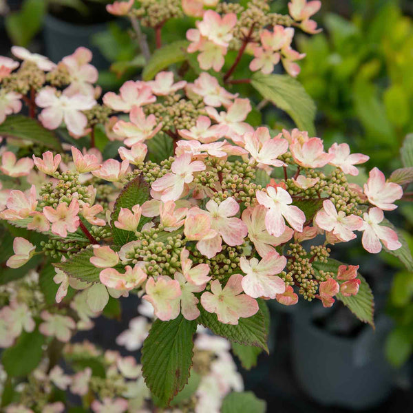 Viburnum Plicatum Plant 'Kilimanjaro Sunrise'