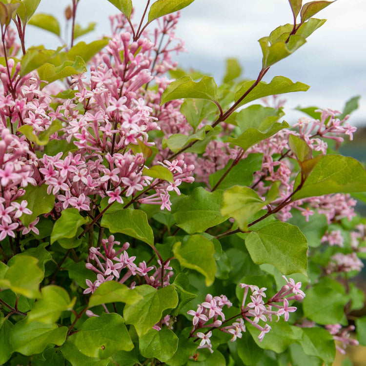 Syringa Plant 'Pink Perfume'