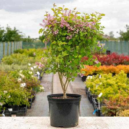 Syringa Plant 'Pink Perfume'