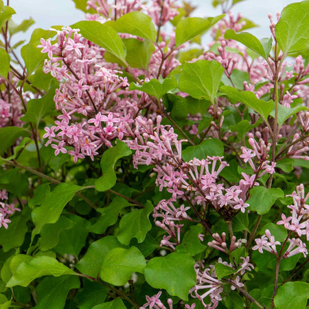 Syringa Plant 'Pink Perfume'