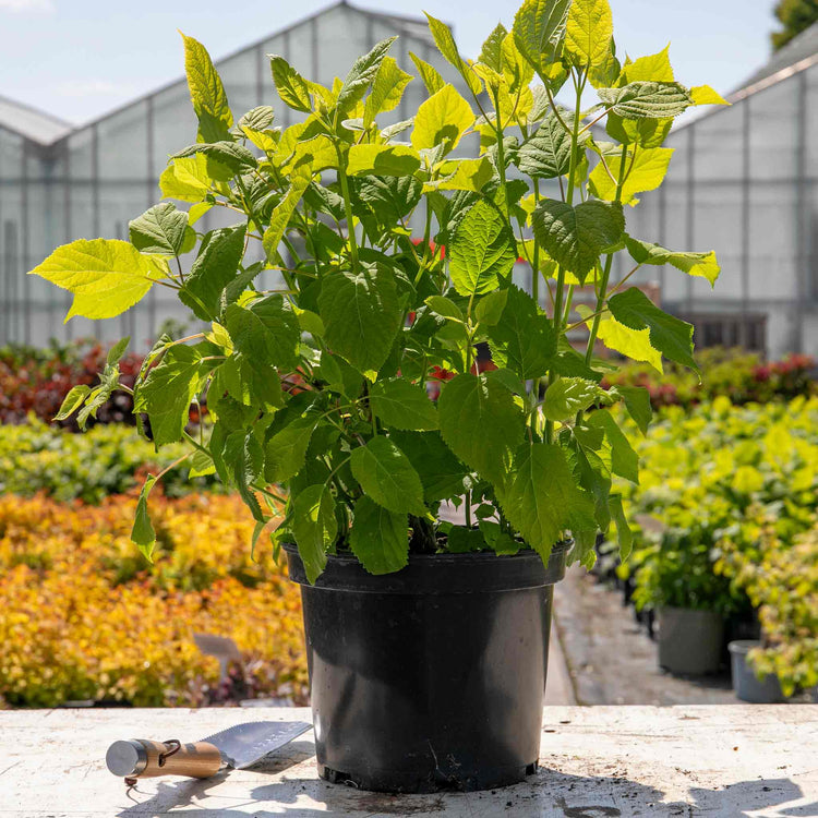 Hydrangea Plant 'Annabelle'