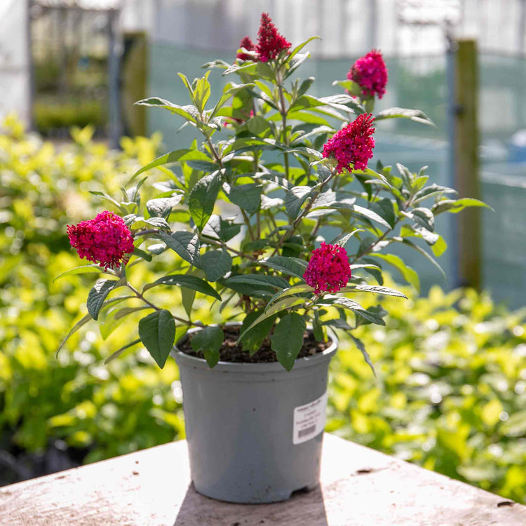 Buddleja Plant 'Butterfly Candy Little Ruby'
