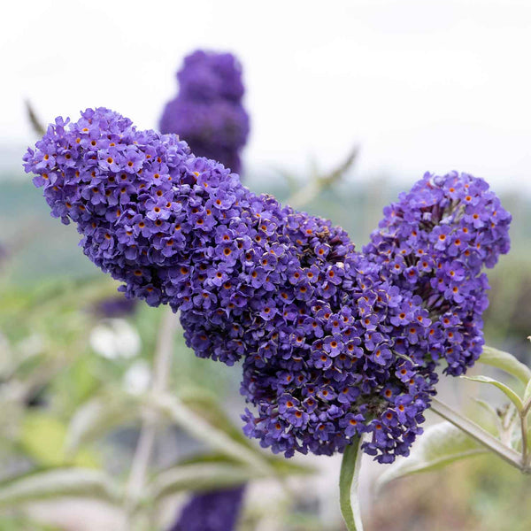 Buddleja Plant 'Davidii Adonis Blue'