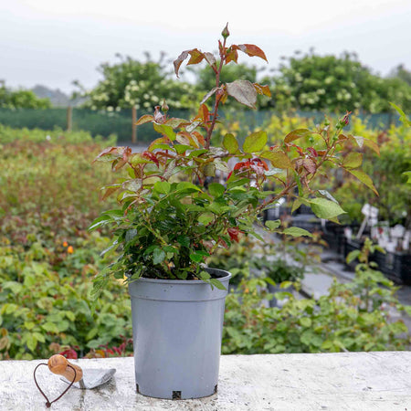 Rose Bush Plant 'As Good As It Gets'