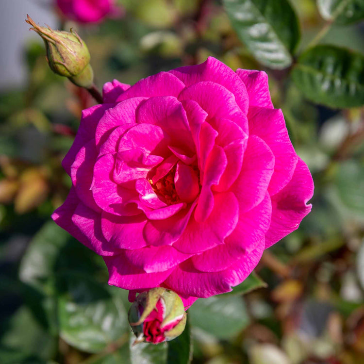 Climbing Rose Plant 'Gloriana'