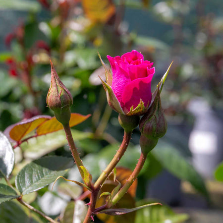 Climbing Rose Plant 'Gloriana'