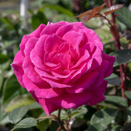 Climbing Rose Plant 'Gloriana'