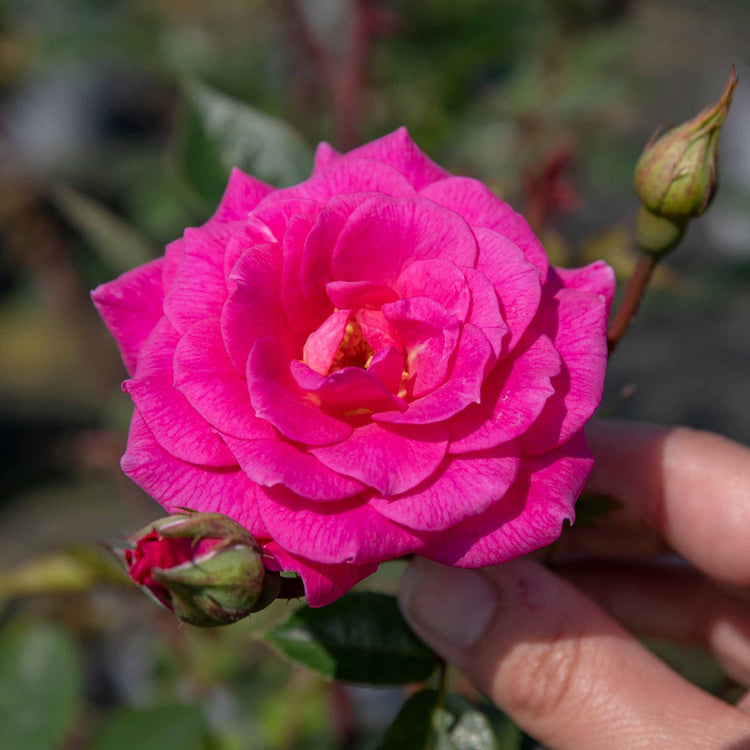 Climbing Rose Plant 'Gloriana'