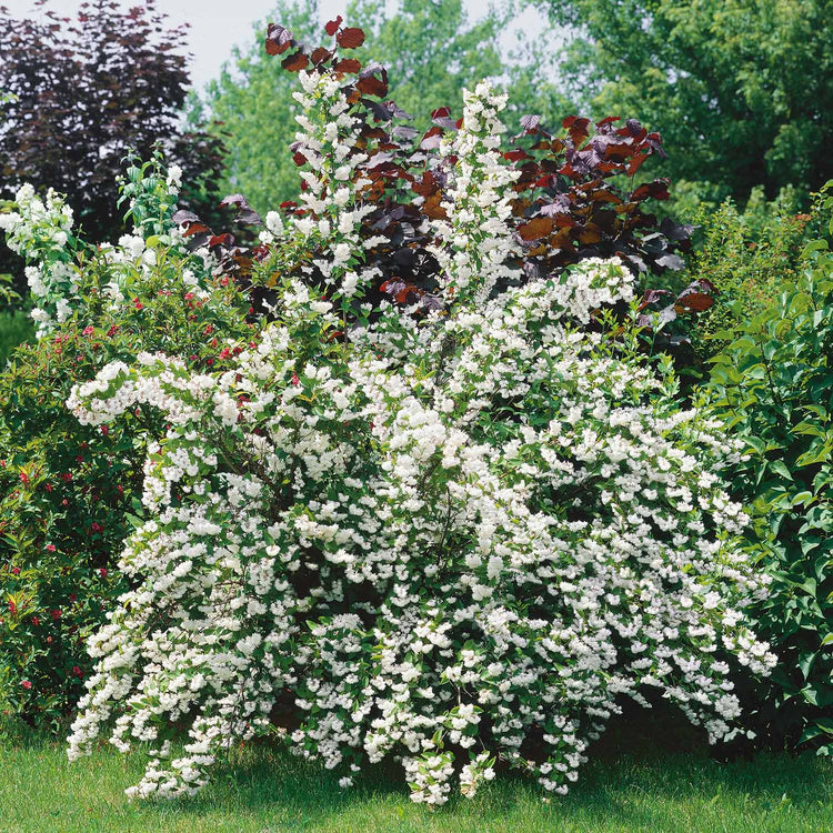 Deutzia Plant 'Pride of Rochester'