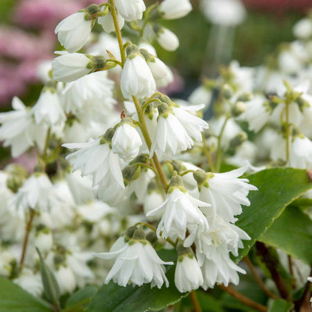 Deutzia Plant 'Pride of Rochester'