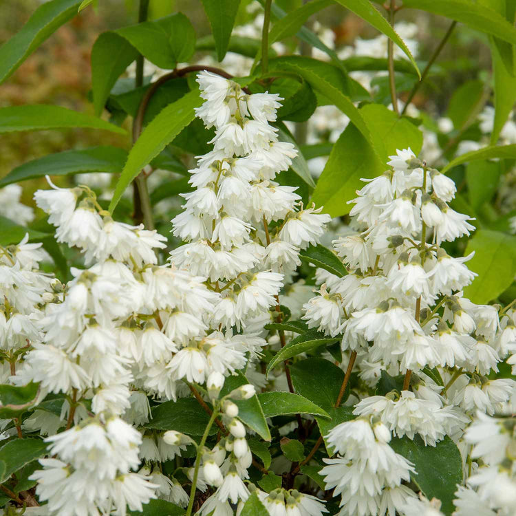 Deutzia Plant 'Pride of Rochester'