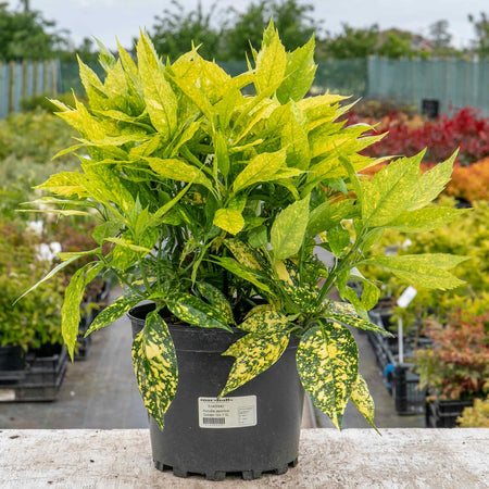 Aucuba Japonica Plant 'Golden Girl'