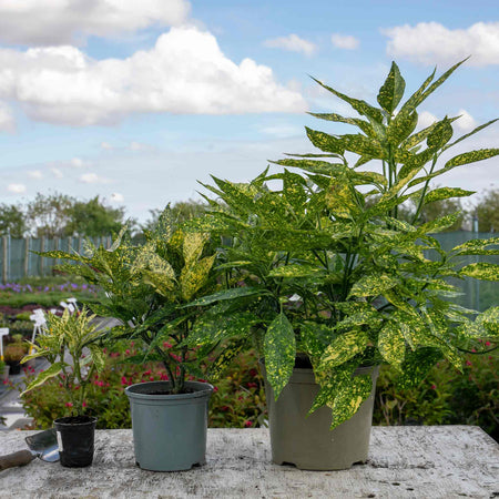 Aucuba Japonica Plant 'Golden Girl'