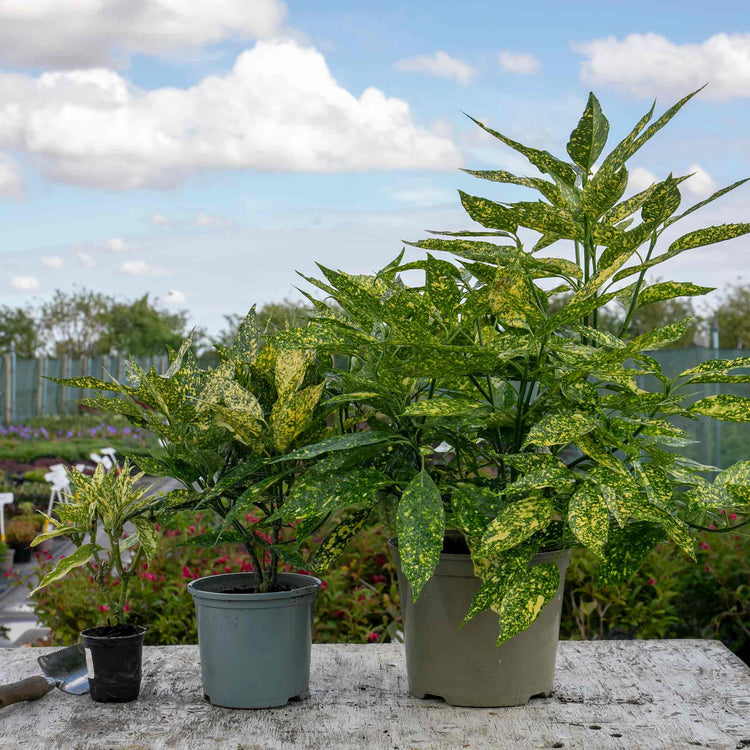 Aucuba Japonica Plant 'Golden Girl'