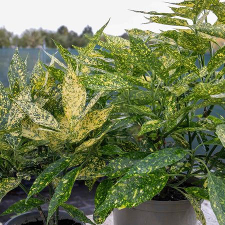 Aucuba Japonica Plant 'Golden Girl'