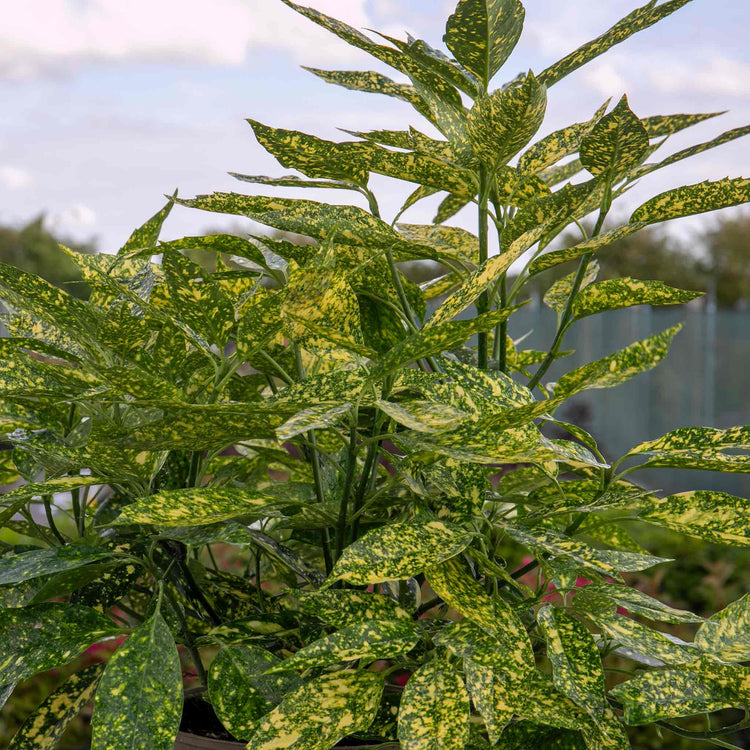 Aucuba Japonica Plant 'Golden Girl'