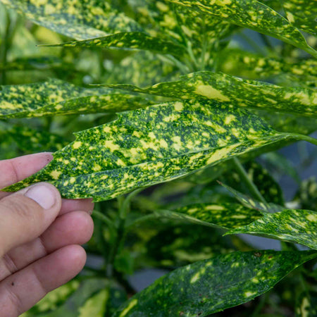 Aucuba Japonica Plant 'Golden Girl'