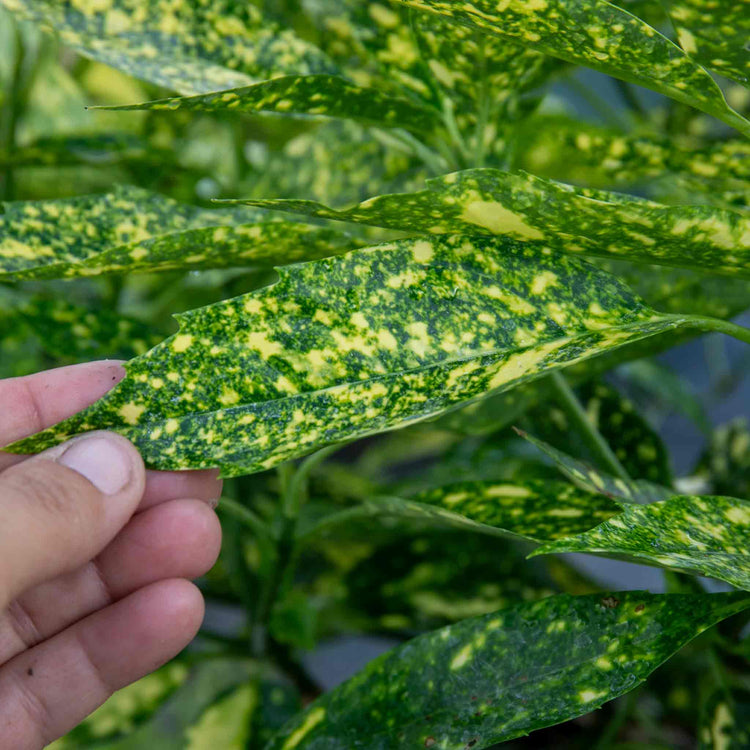 Aucuba Japonica Plant 'Golden Girl'