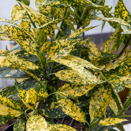 Aucuba Japonica Plant 'Golden Girl'