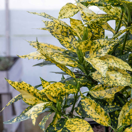 Aucuba Japonica Plant 'Golden Girl'