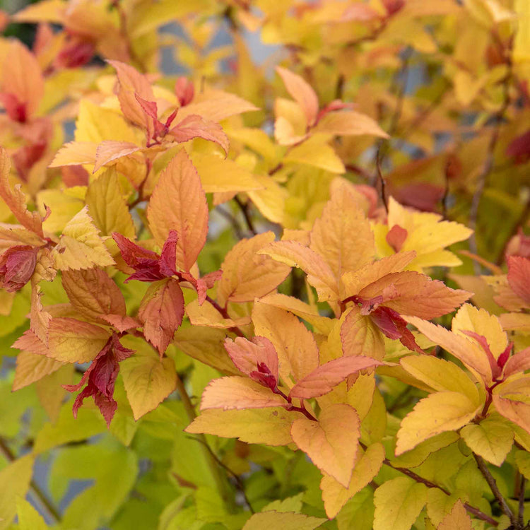 Spiraea Japonica Plant 'Firelight'