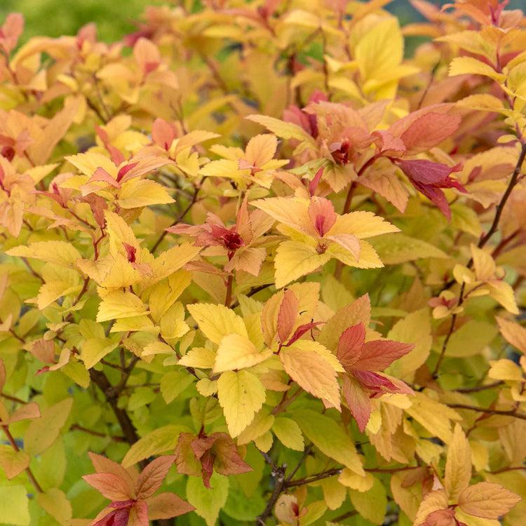 Spiraea Japonica Plant 'Firelight'